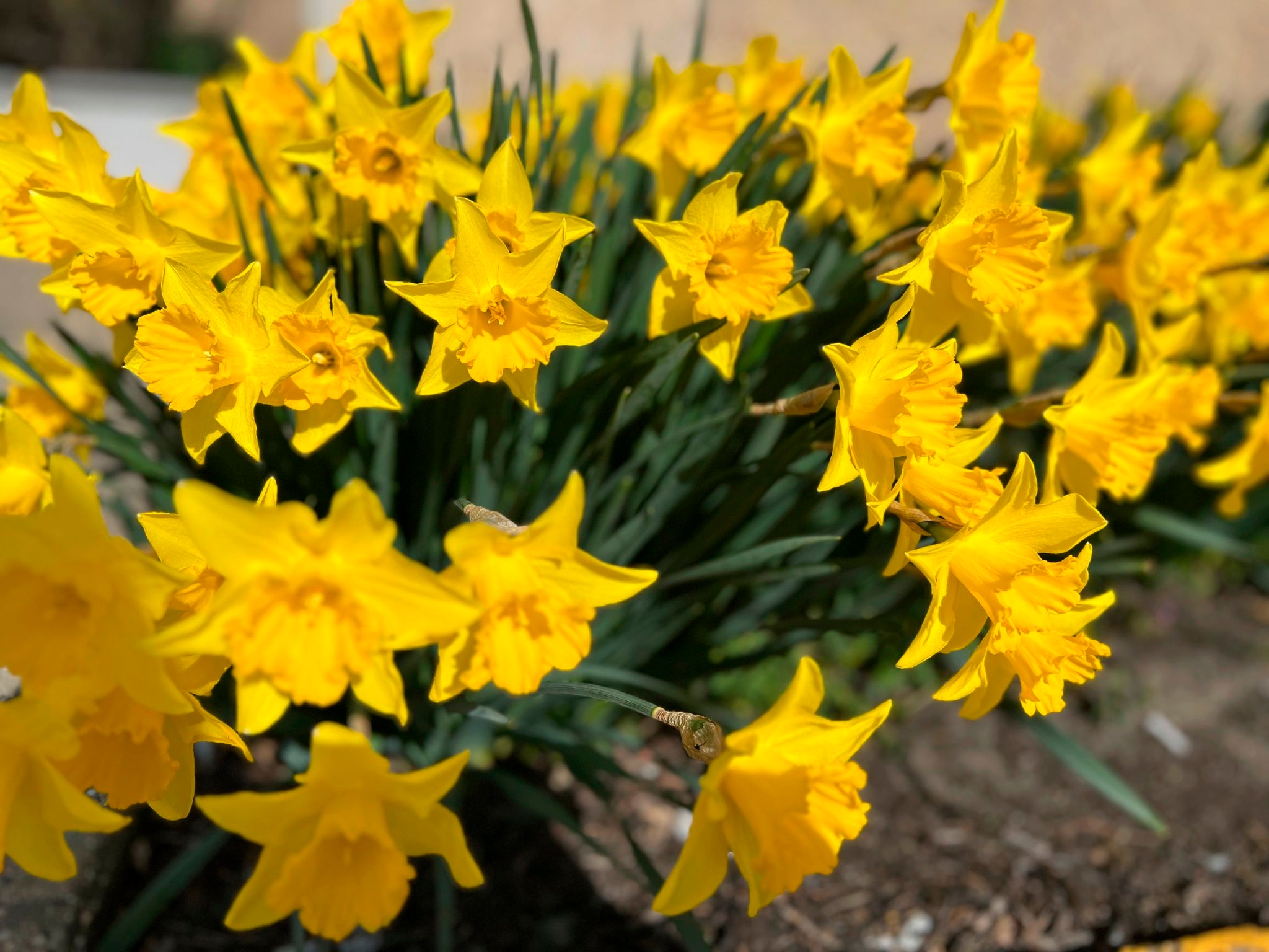 Some plants cause more suffering than others for gardeners with pollen allergies