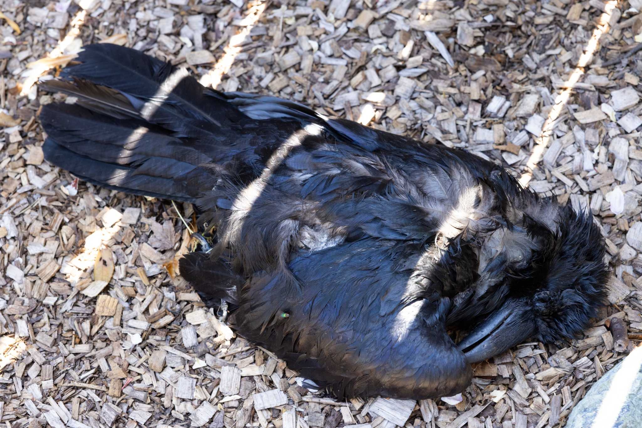 ‘Freaky and disturbing': No one knows why birds are dying in this Bay Area neighborhood