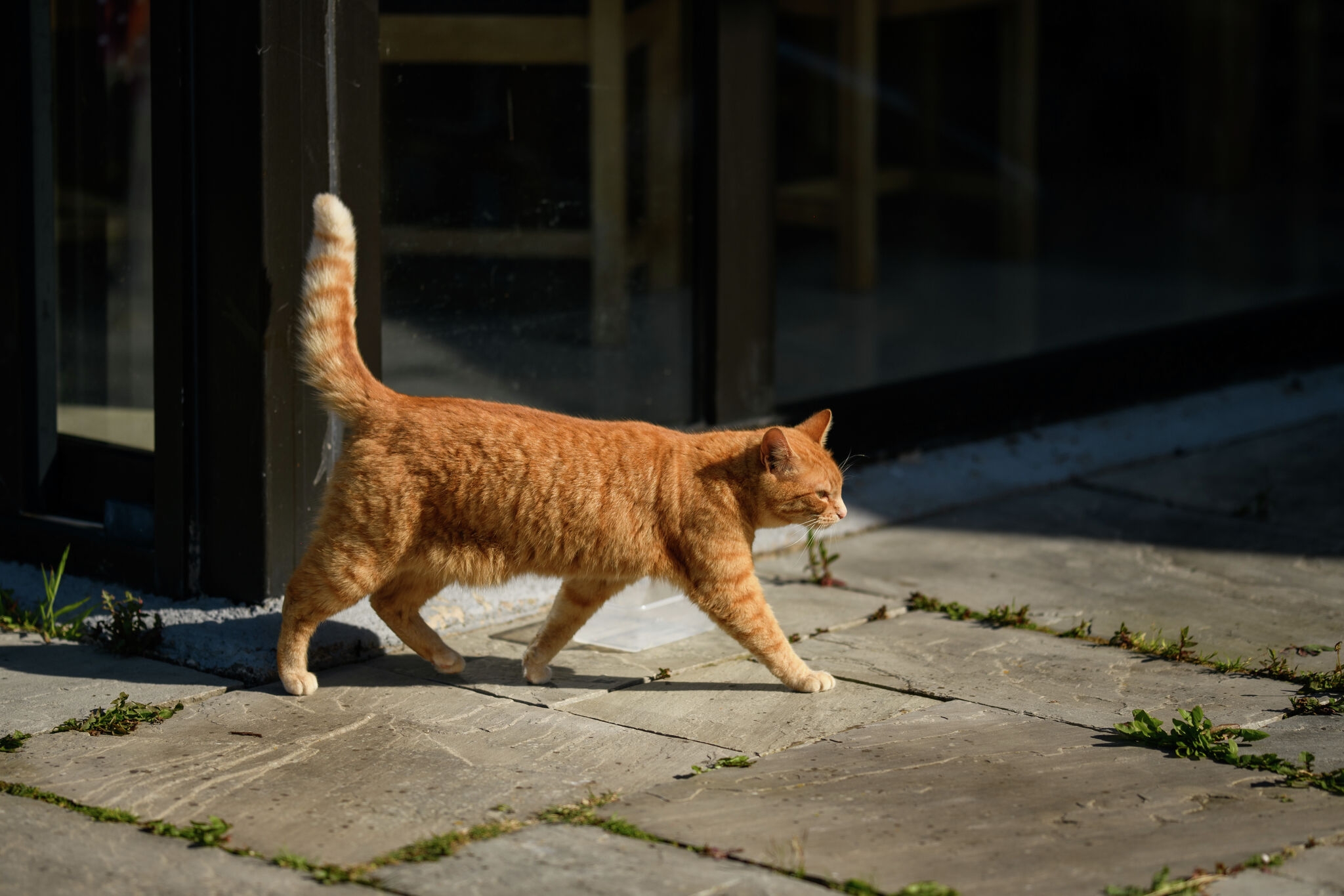Why are some cats orange? Stanford scientists solve century-old mystery