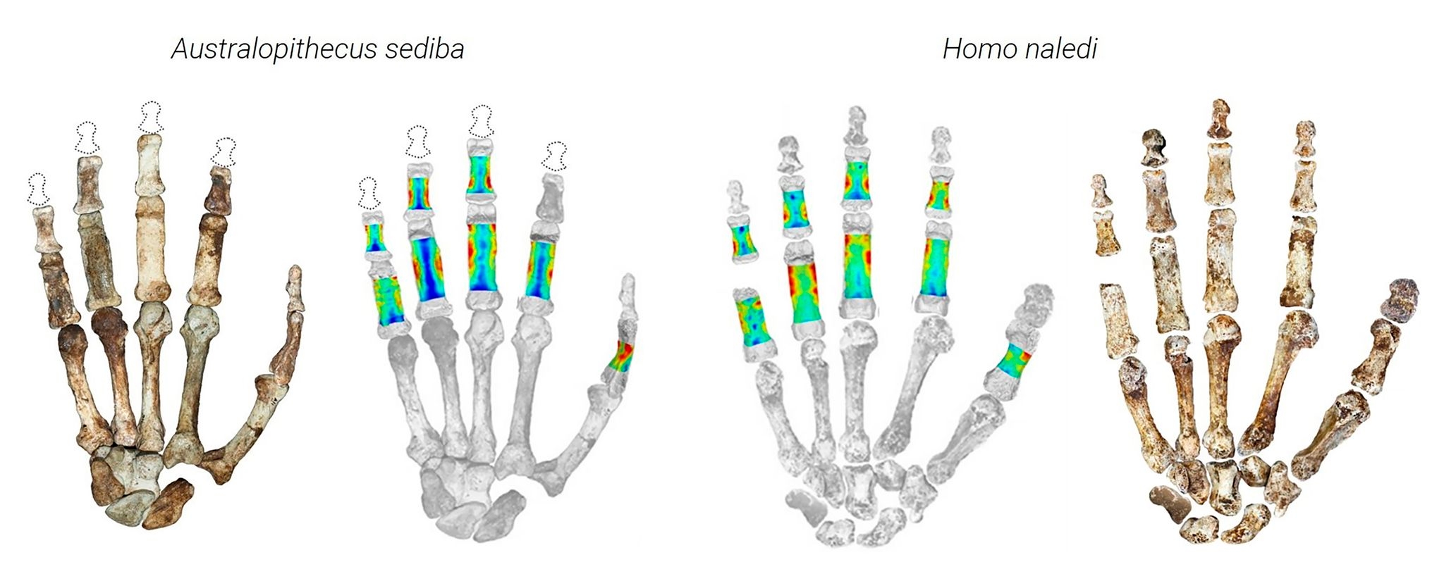 Early human ancestors used their hands to both climb trees and make tools, new study shows