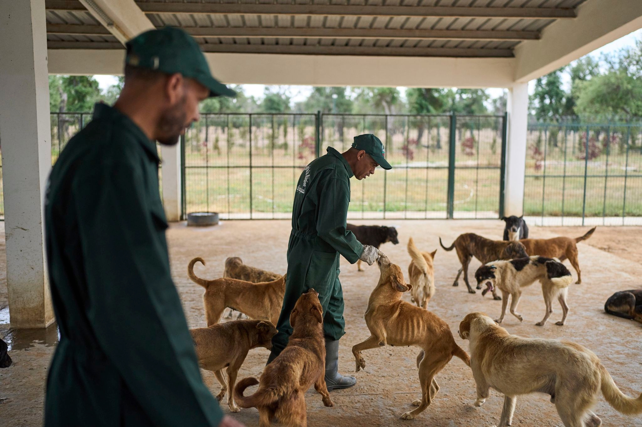 Morocco unveils policies it hopes bolster the care and management of stray dogs