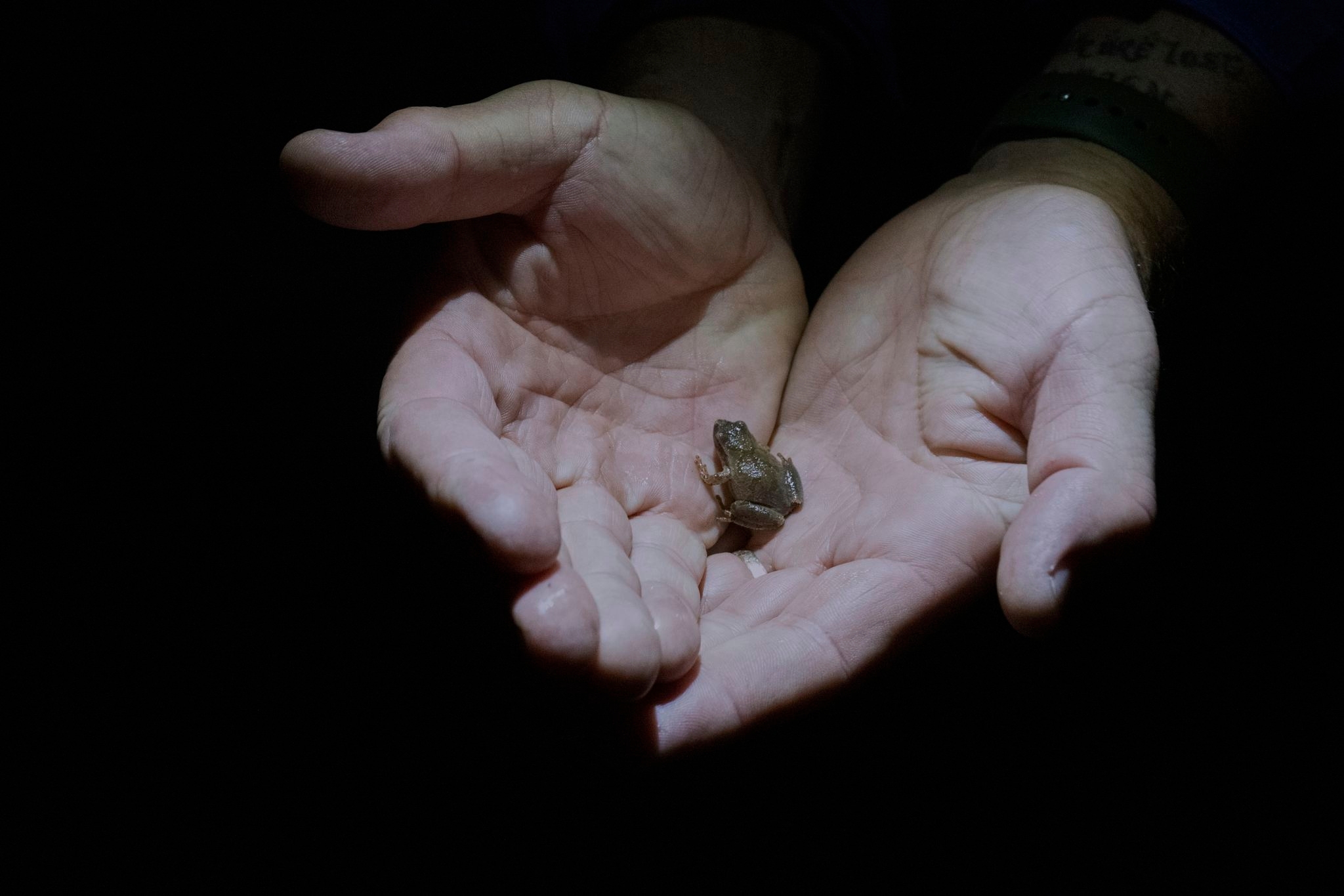 Habitat loss and climate change make it tough to be an amphibian. Some humans are helping