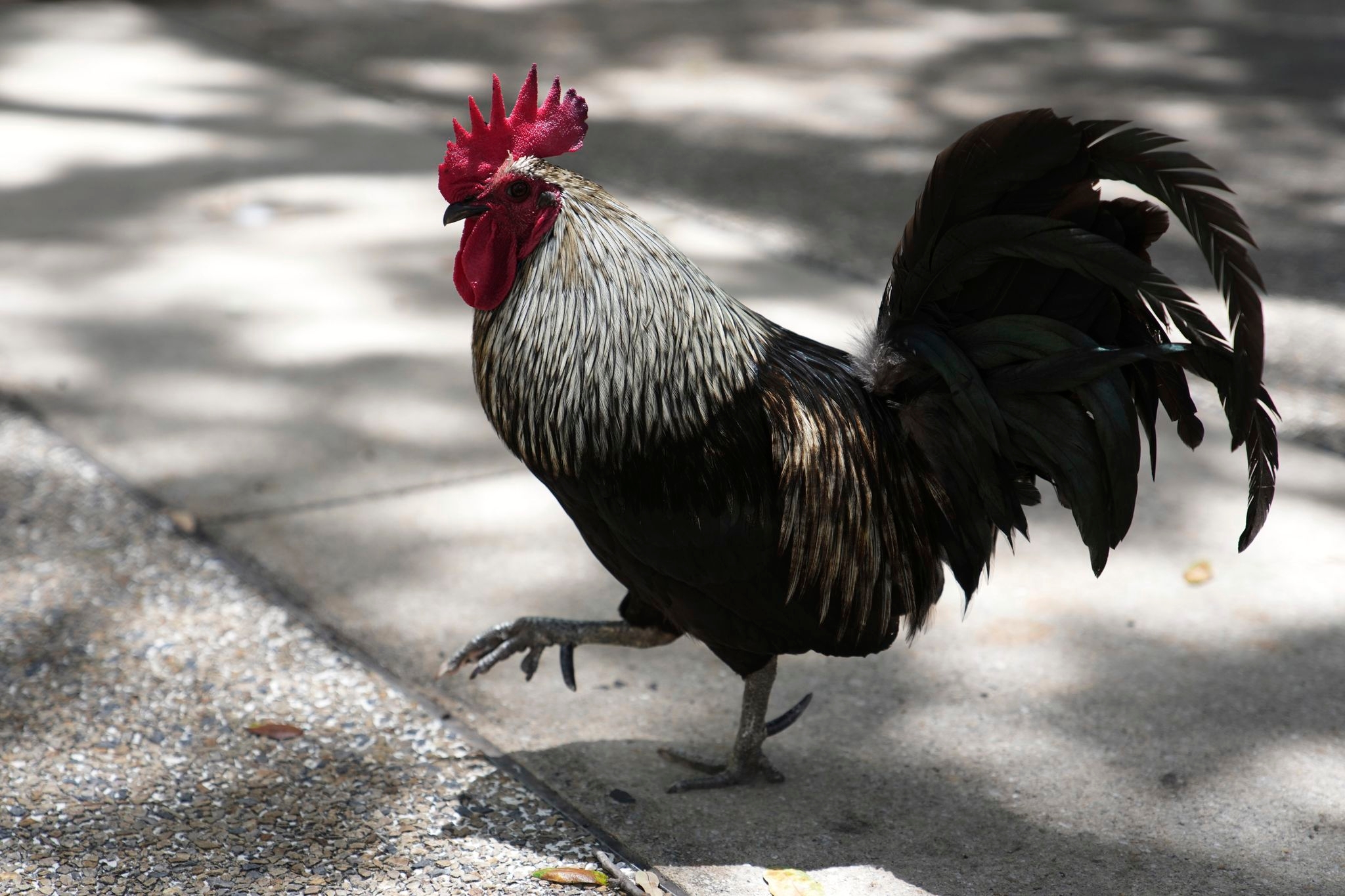 AP PHOTOS: Chickens take over Miami while some embrace roosters as a cultural symbol