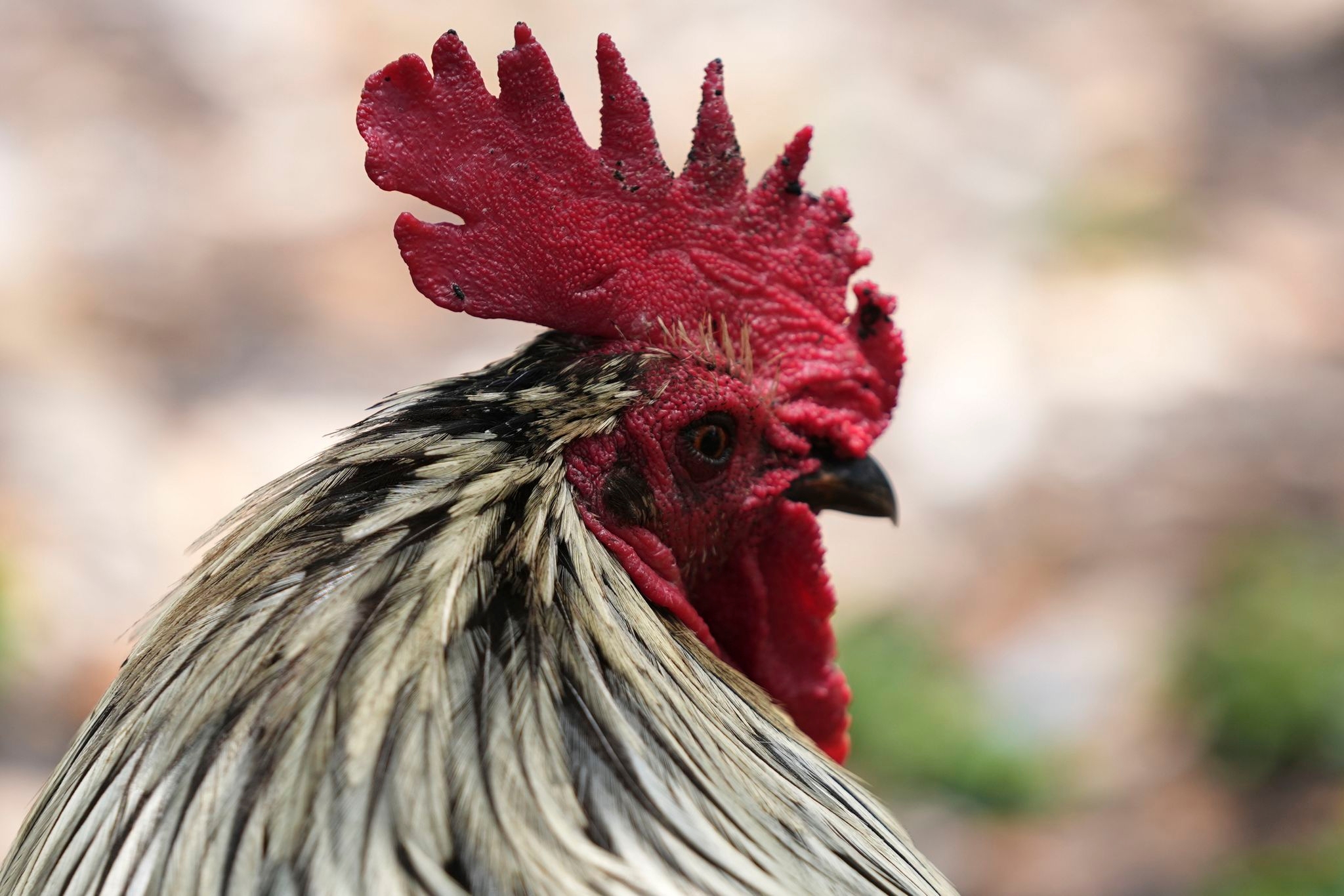 Wild chickens take over Miami while some embrace roosters as a cultural symbol