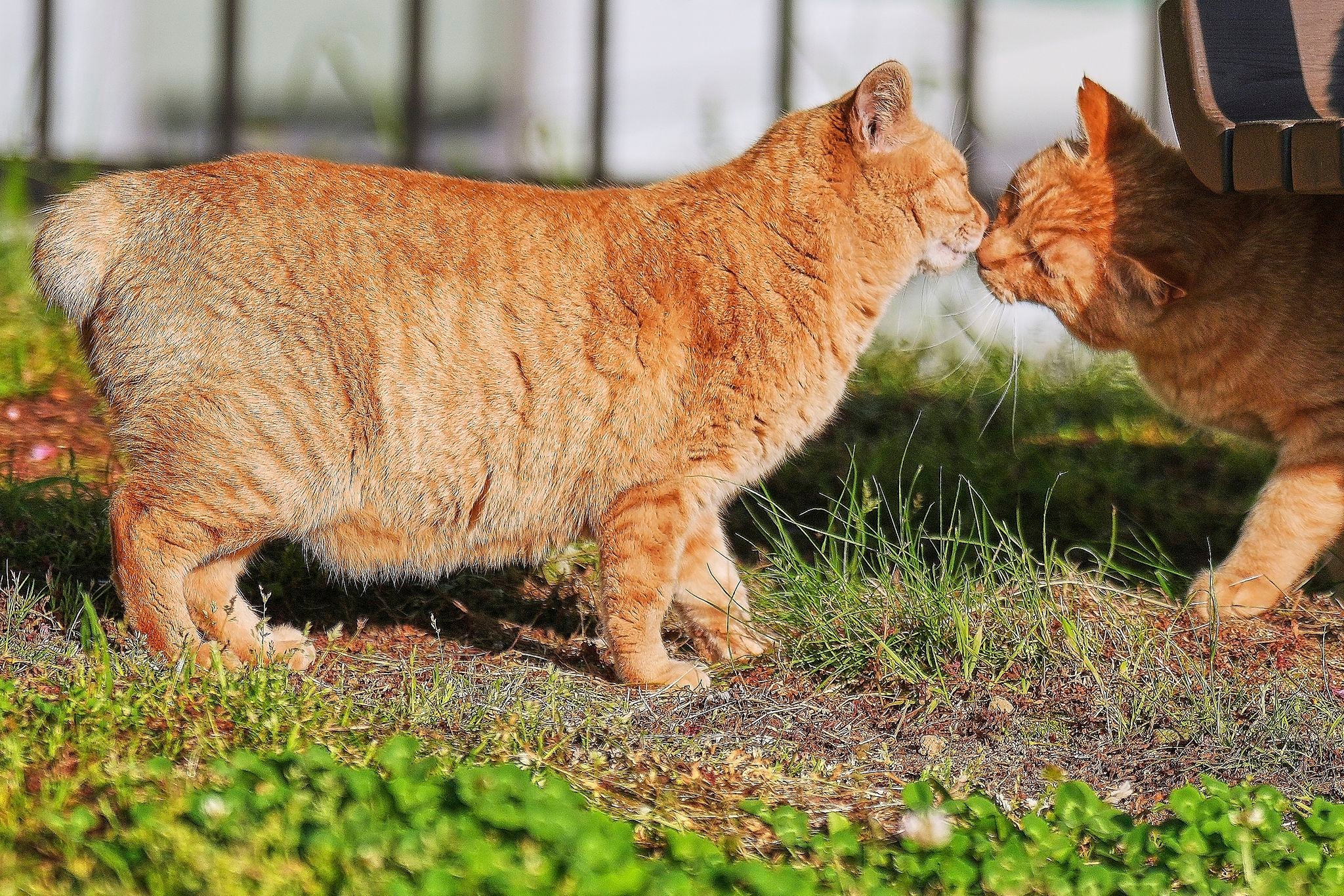 In Japan, rare bobtail cats are considered good luck. Nagasaki is filled with them