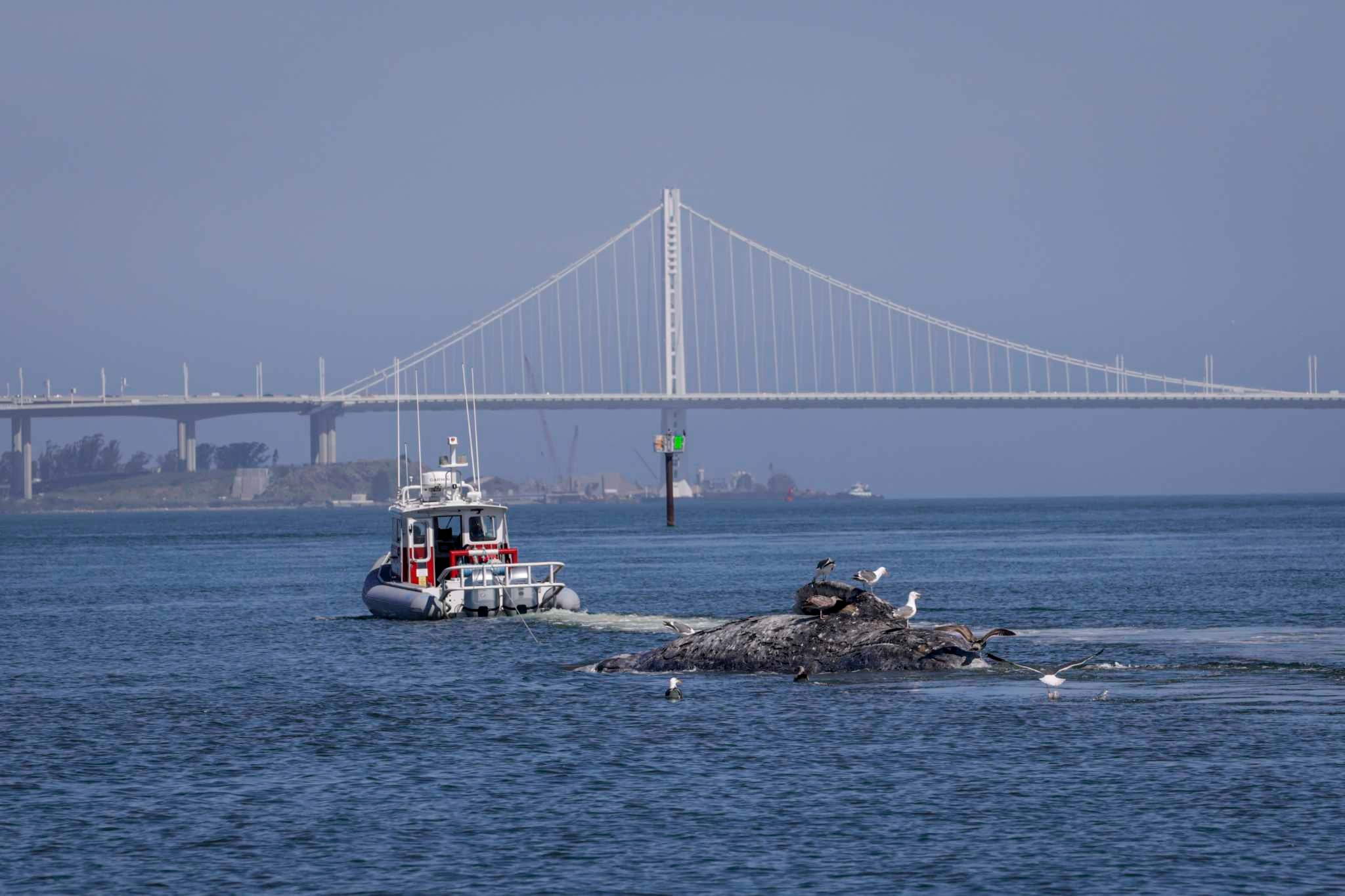 An astounding number of whales are showing up in San Francisco Bay