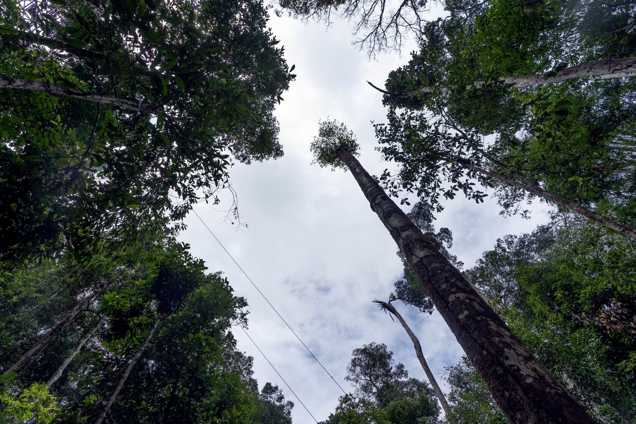 What would happen if the Amazon rainforest dried out? This decades-long experiment has some answers