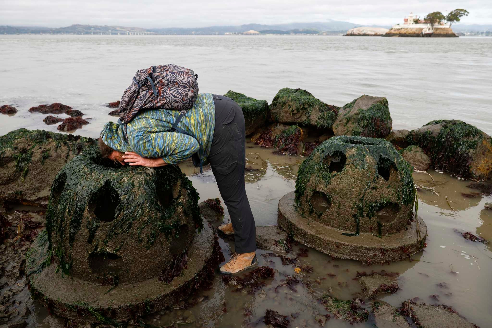 California's native oysters are unusually well adapted for climate change