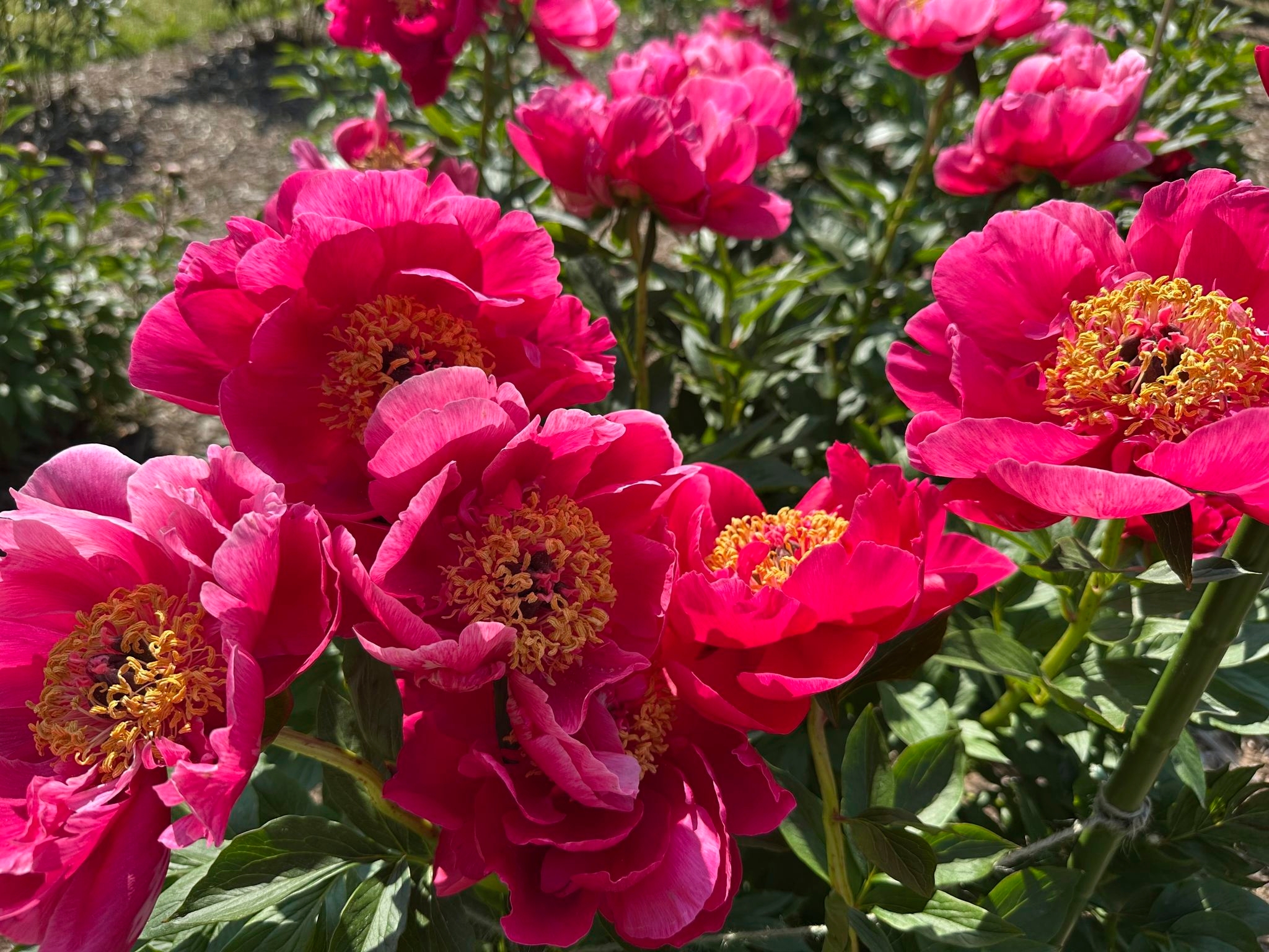 Bustling crowds and bus rides are part of the annual peony pilgrimage to Michigan