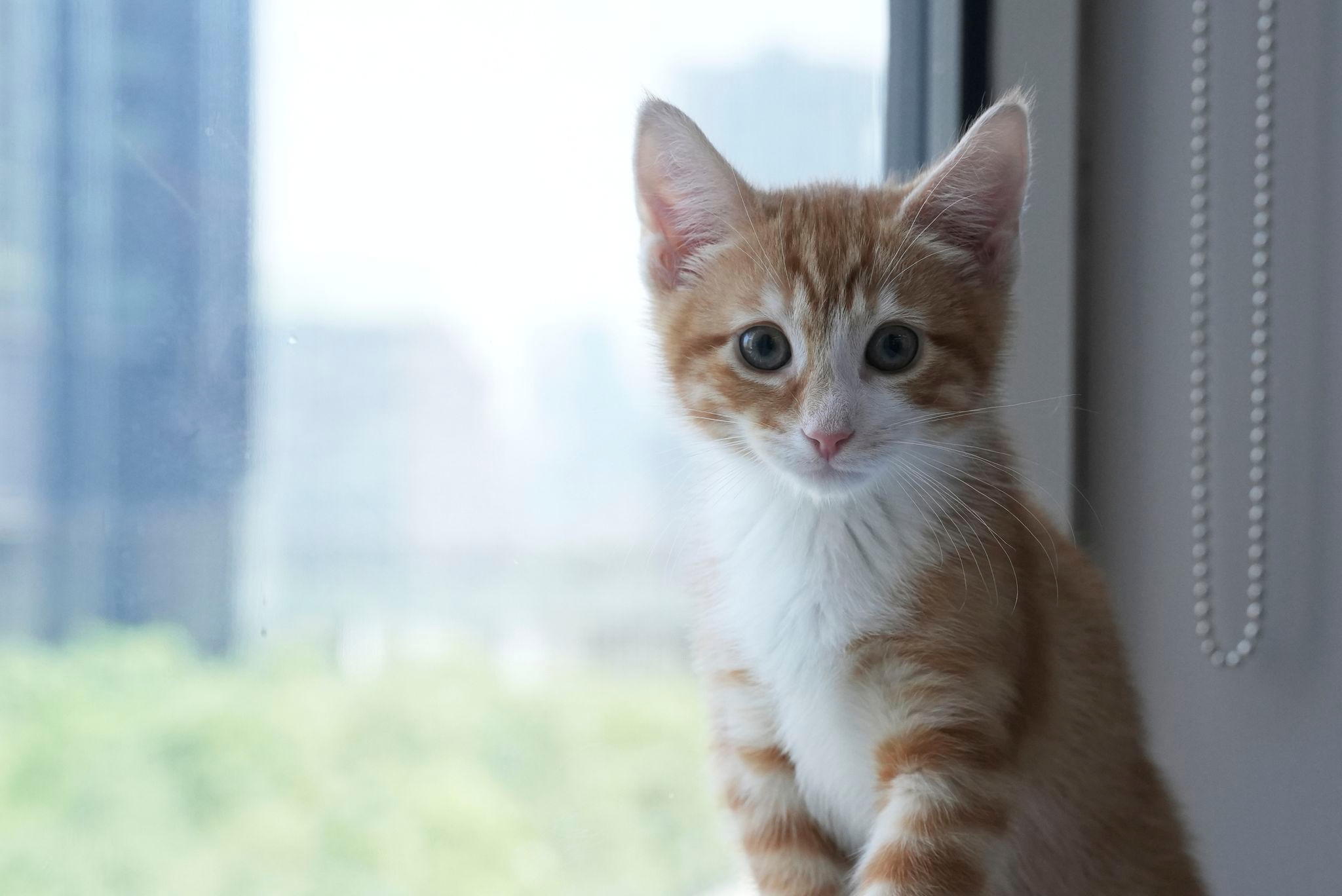 Welcome to kitten season, when animal shelters need all the help they can get