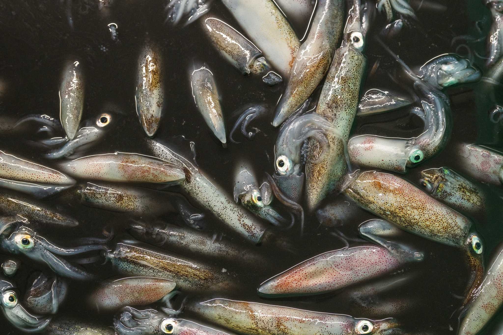 California's fishermen are struggling. Is this tiny catch their last big chance?