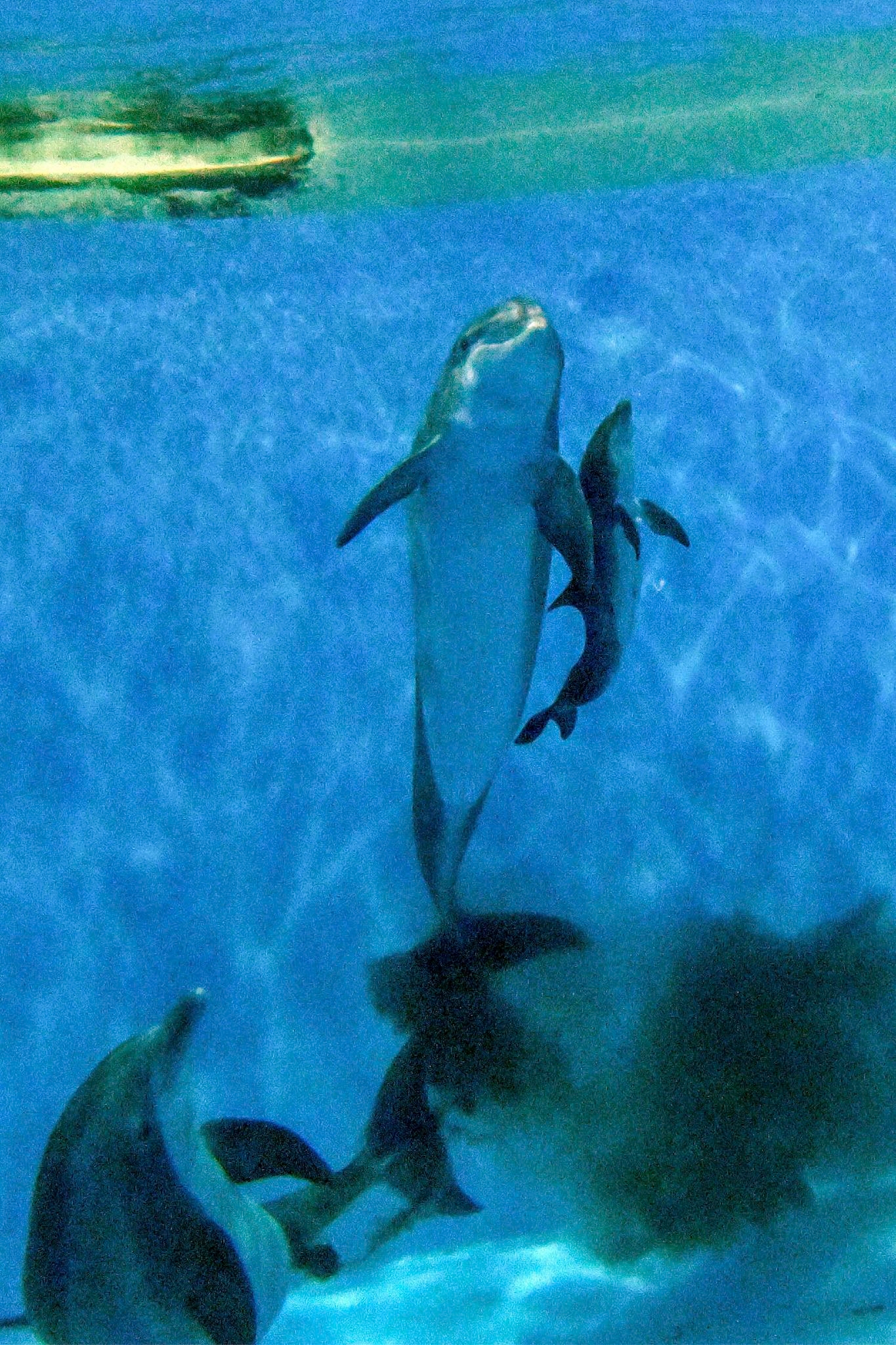Video shows dolphin calf birth and first breath at Chicago zoo. Mom's friend helped