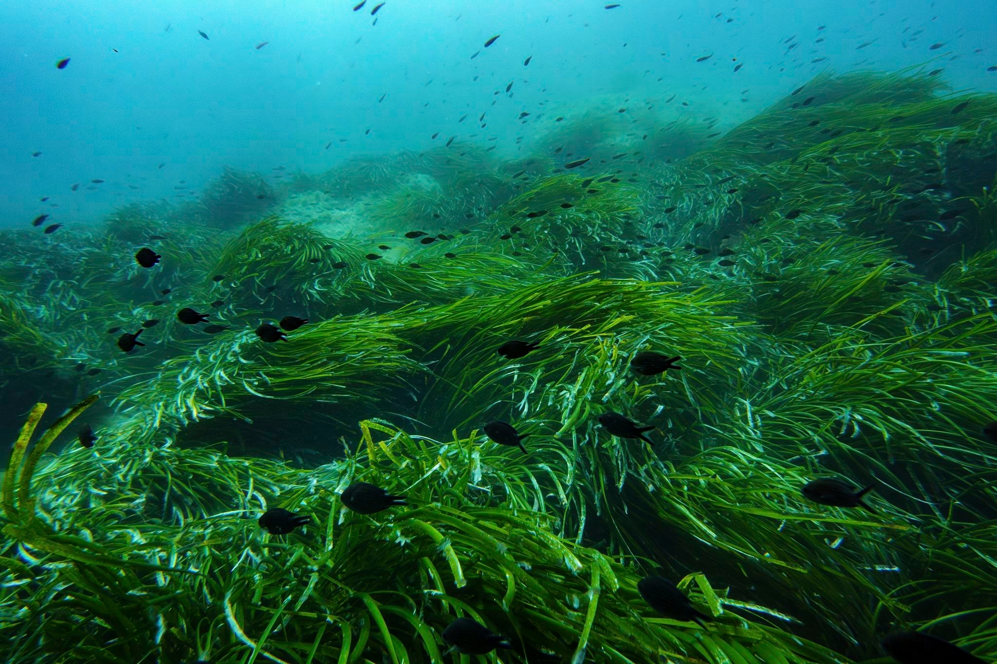 As the UN Ocean Conference opens in France, a push to turn promises into protection