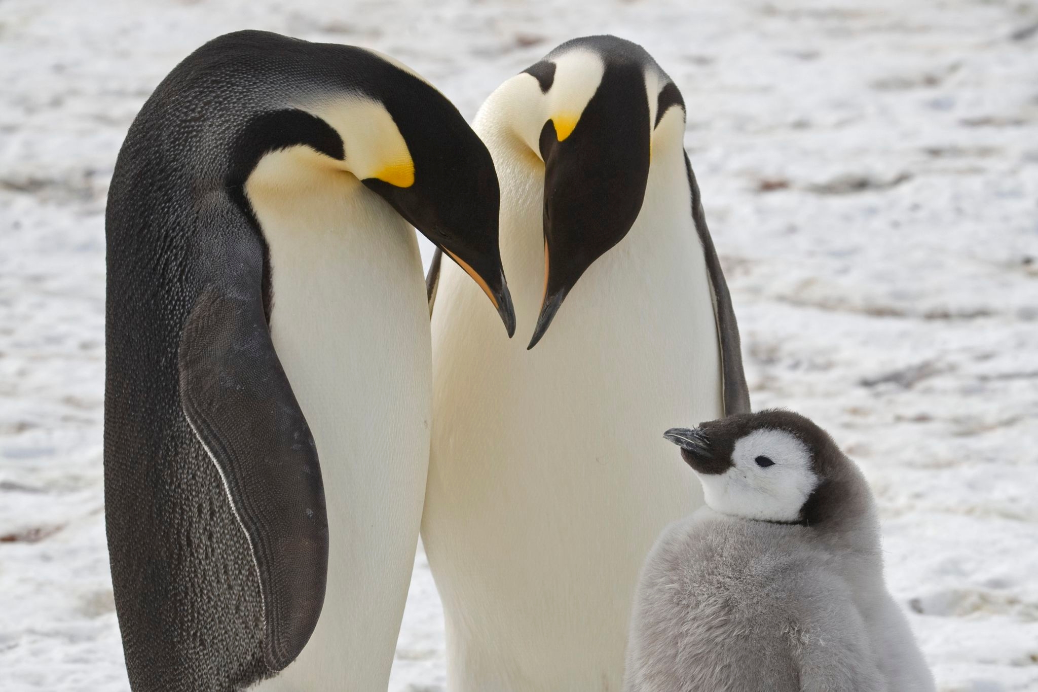 Emperor penguins show dramatic decline in one region of Antarctica, satellite photos show