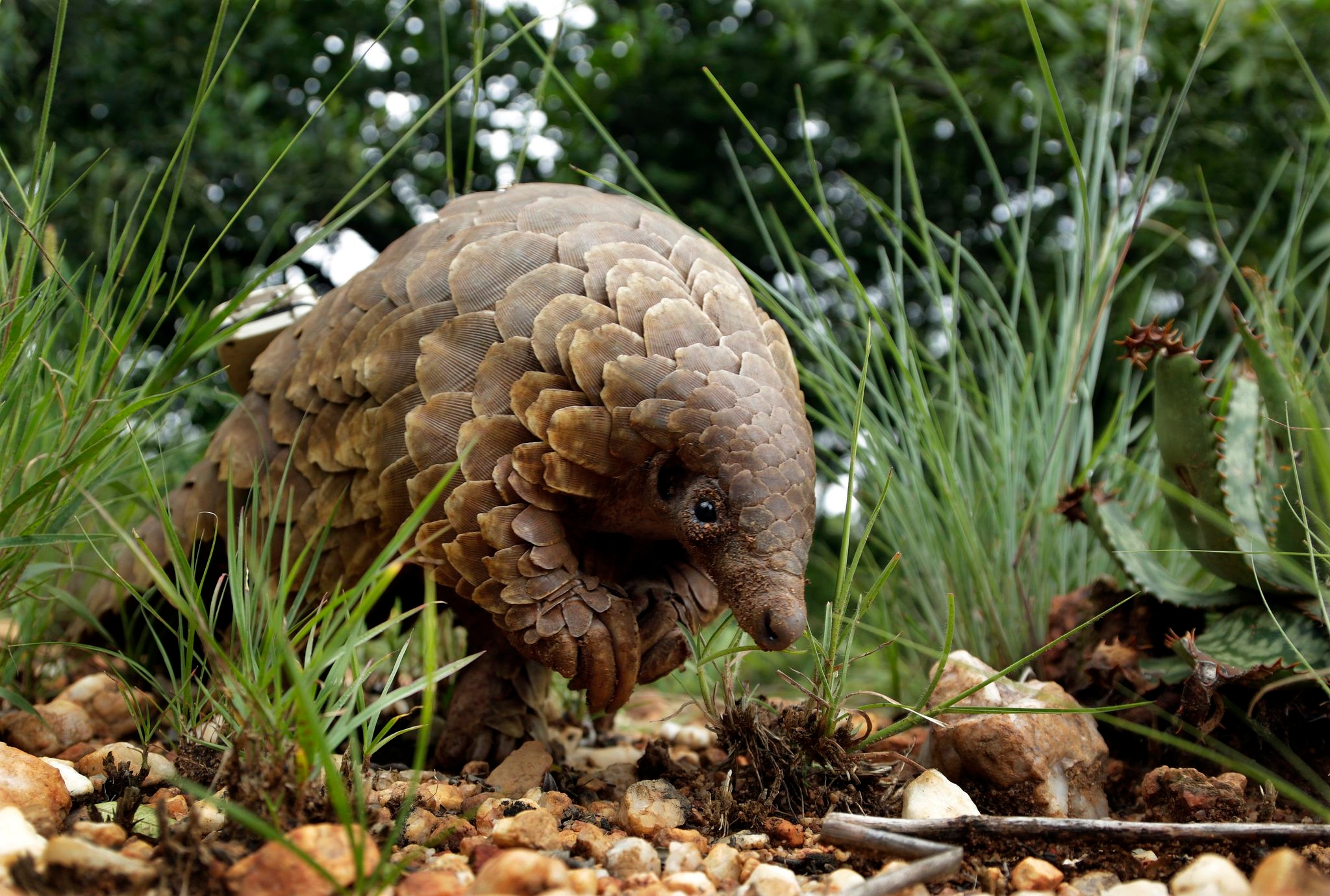 The world's most trafficked mammal is the pangolin. US officials say it's an endangered species