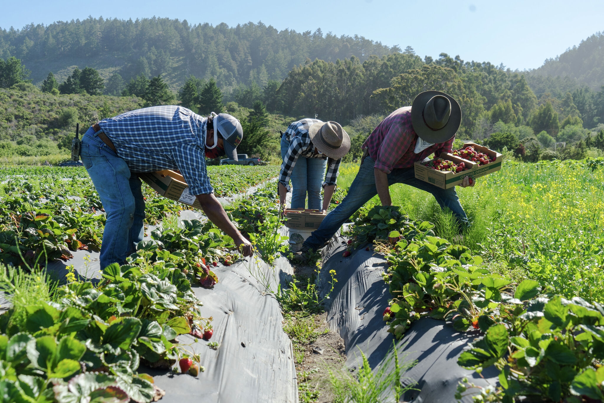 Mass deportations could cost California in these surprising ways