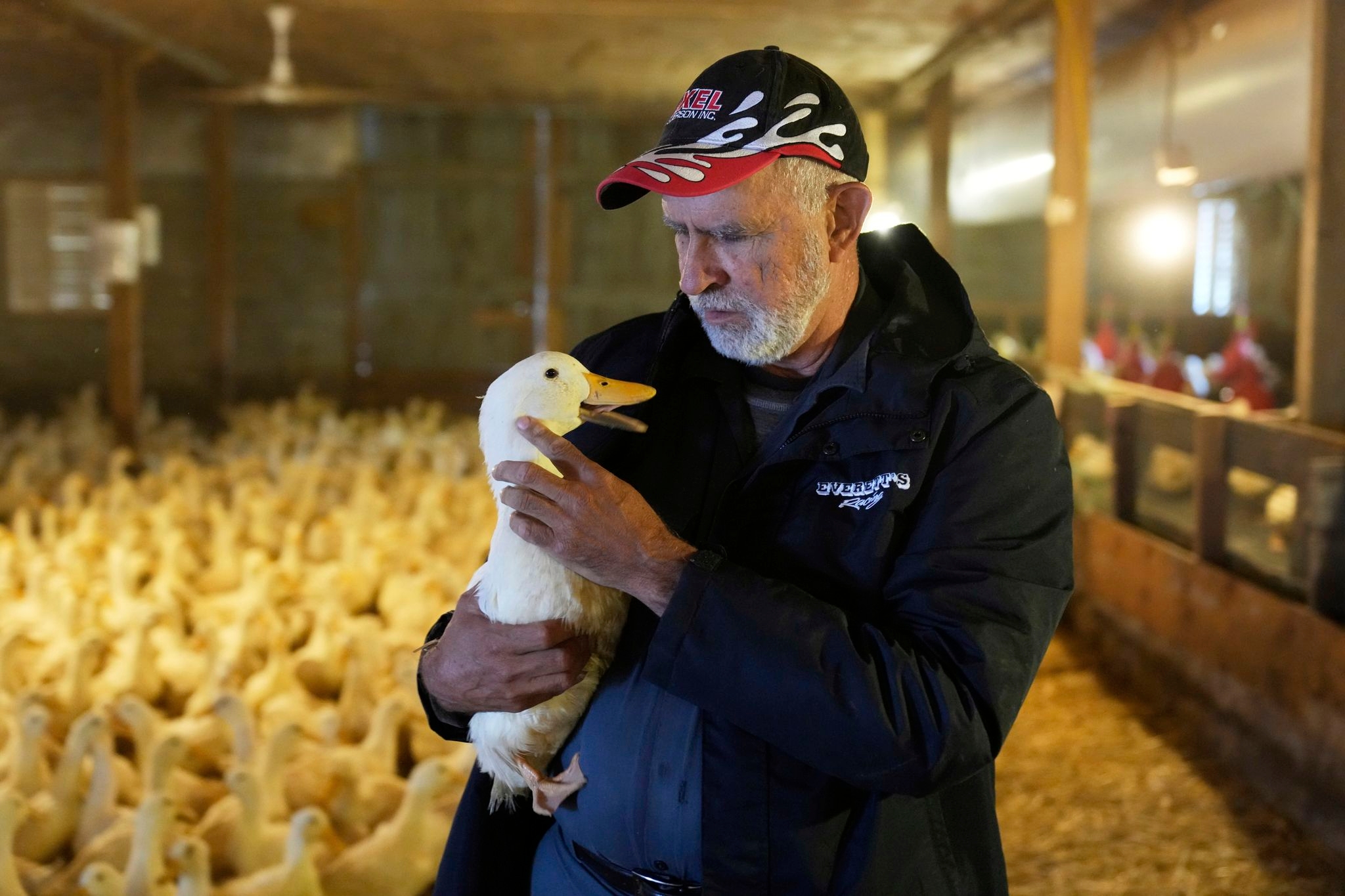 Long Island's last duck farm is quacking again after losing its entire flock to the bird flu