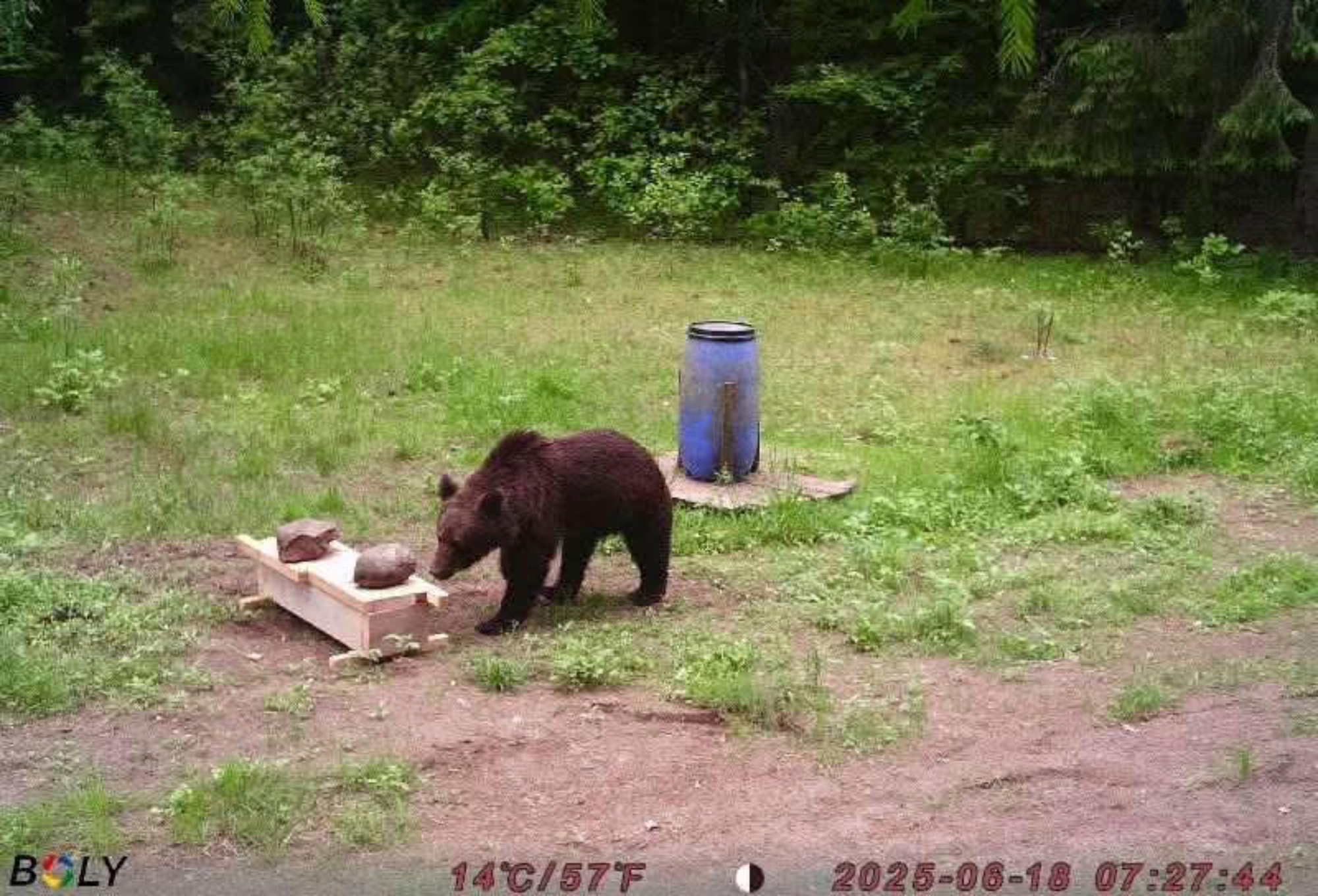 Lithuanian hunters refuse a government request to shoot a wild bear in the capital