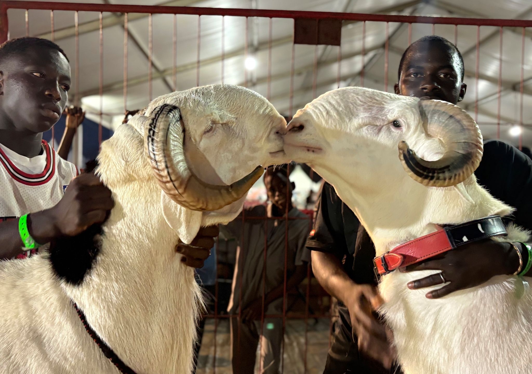 In Senegal, luxury sheep shine at a beauty contest and fetch a high price