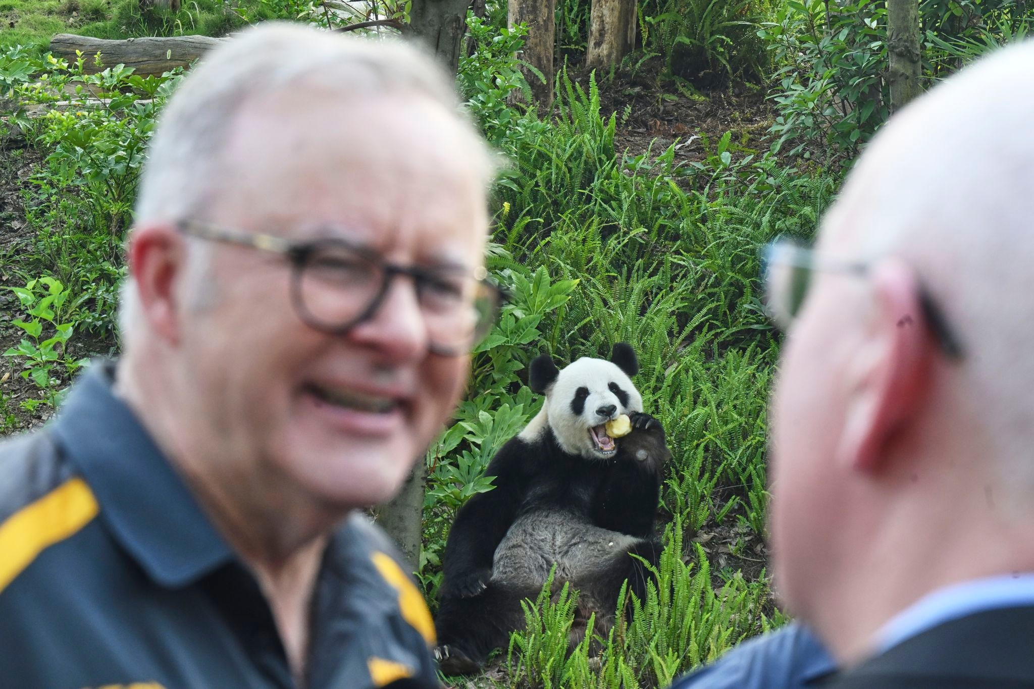 Australian prime minister indulges in panda diplomacy as China state visit nears end