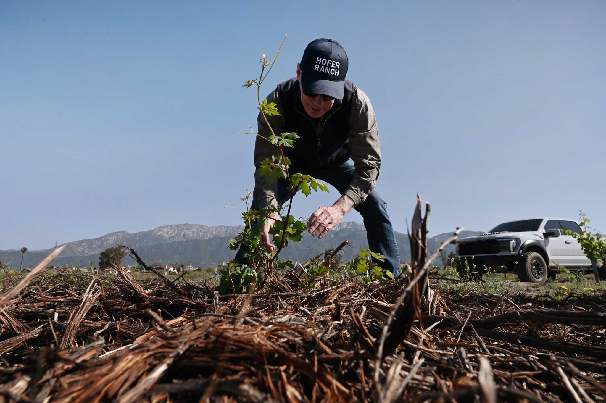 Why I traveled hundreds of miles to this disappearing California wine region