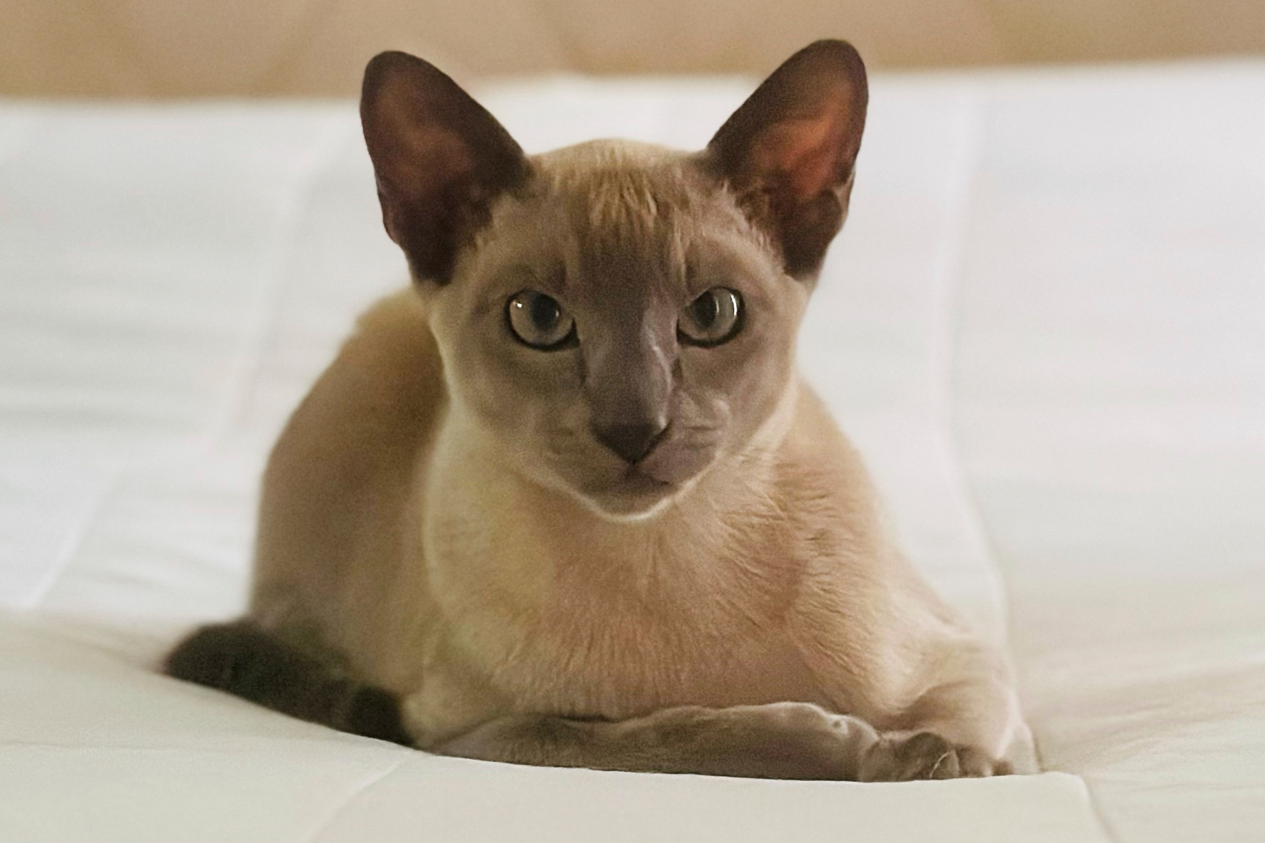 A cat named Leonardo da Pinchy doesn't want your affection. He wants to steal your underwear