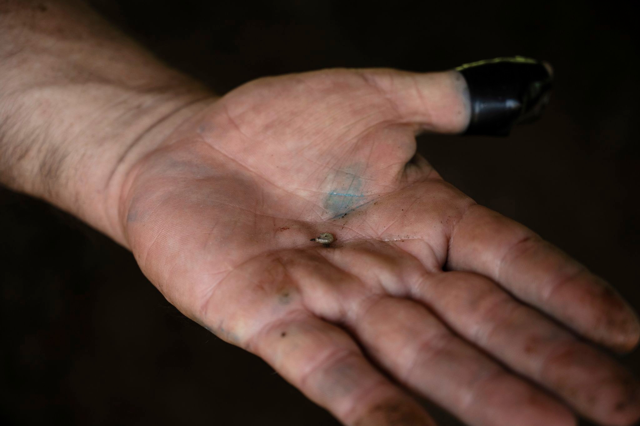 Ranchers in southern Mexico are struggling against a flesh-eating parasite infecting livestock