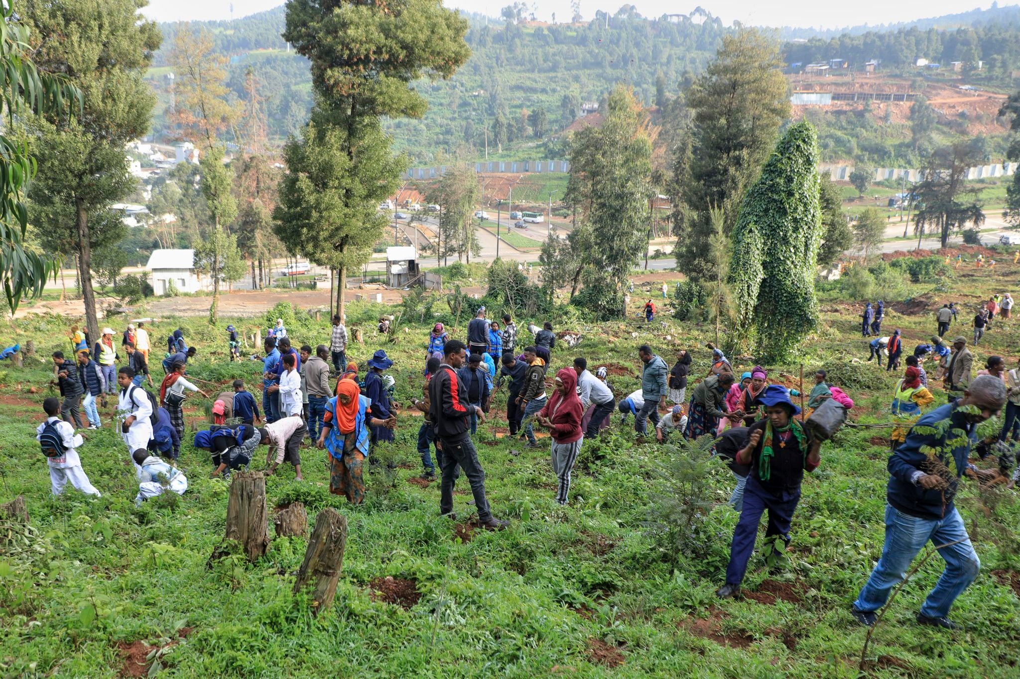 Ethiopia's national tree campaign underway with aim to plant 700 million seedlings in one day