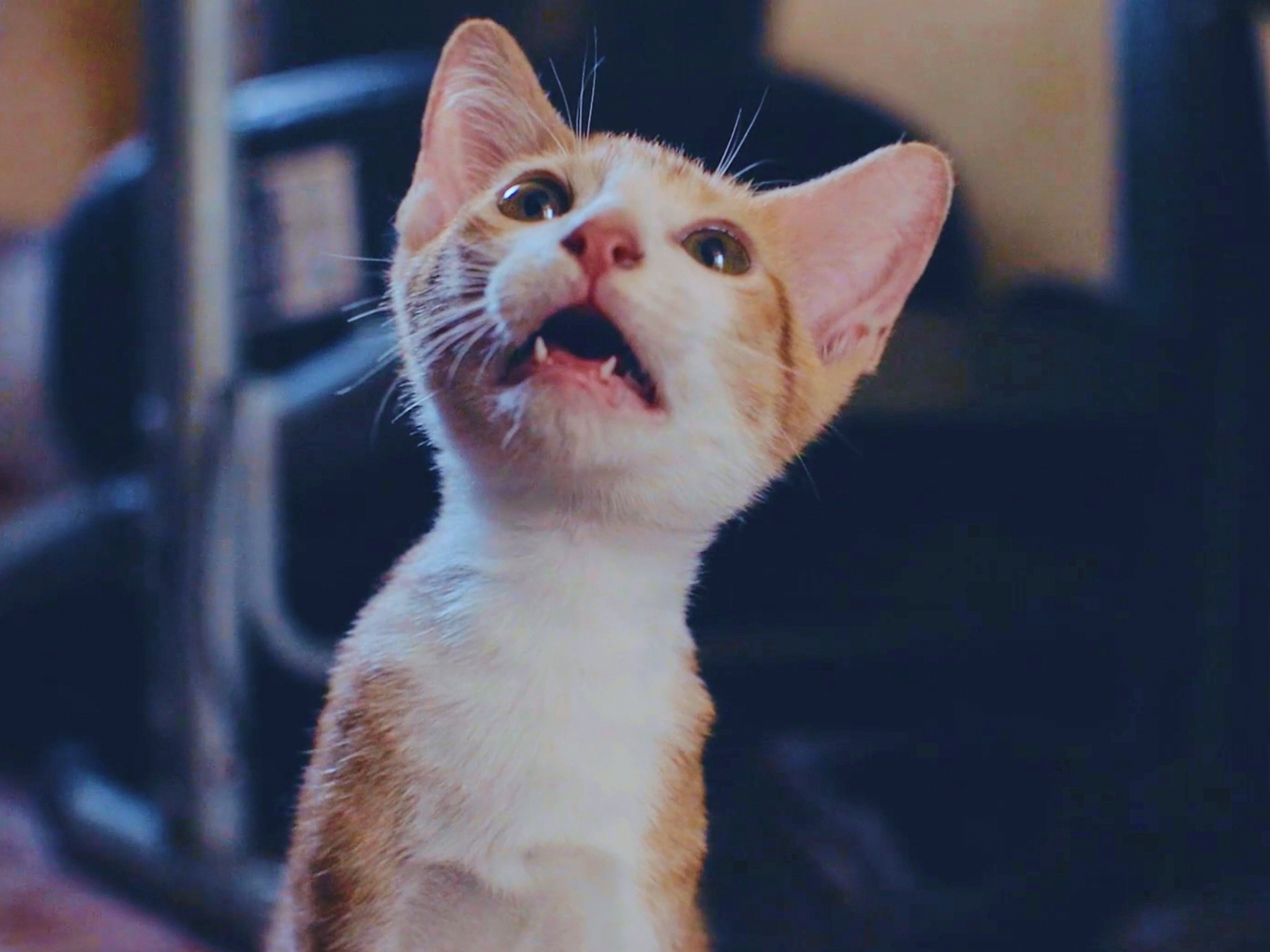 Now playing in movie theaters near you: 73 minutes of cat videos, for a good cause
