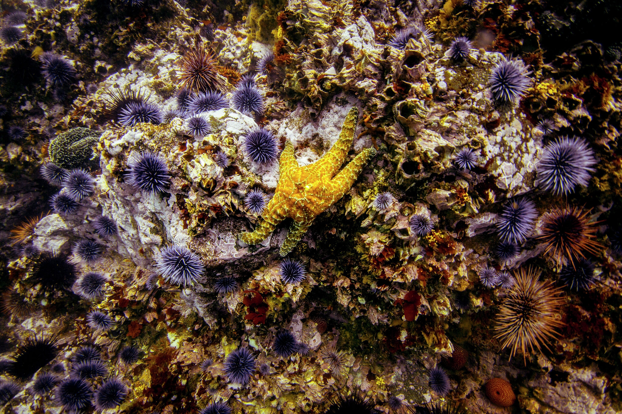 Scientists solve mystery behind massive sea star die-off along Pacific Coast