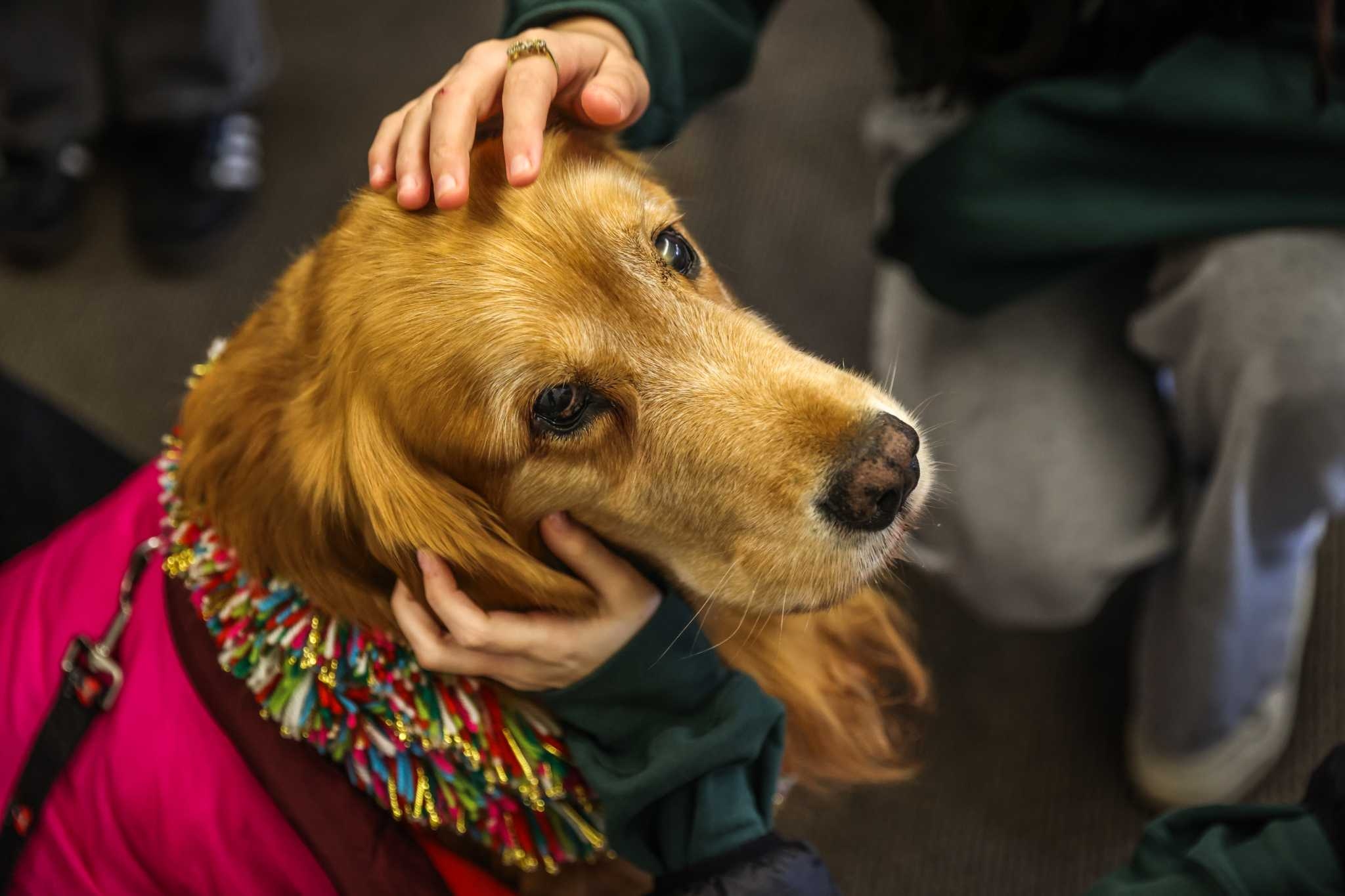 A beloved Bay Area therapy dog comforted people for years. Now he also needs help