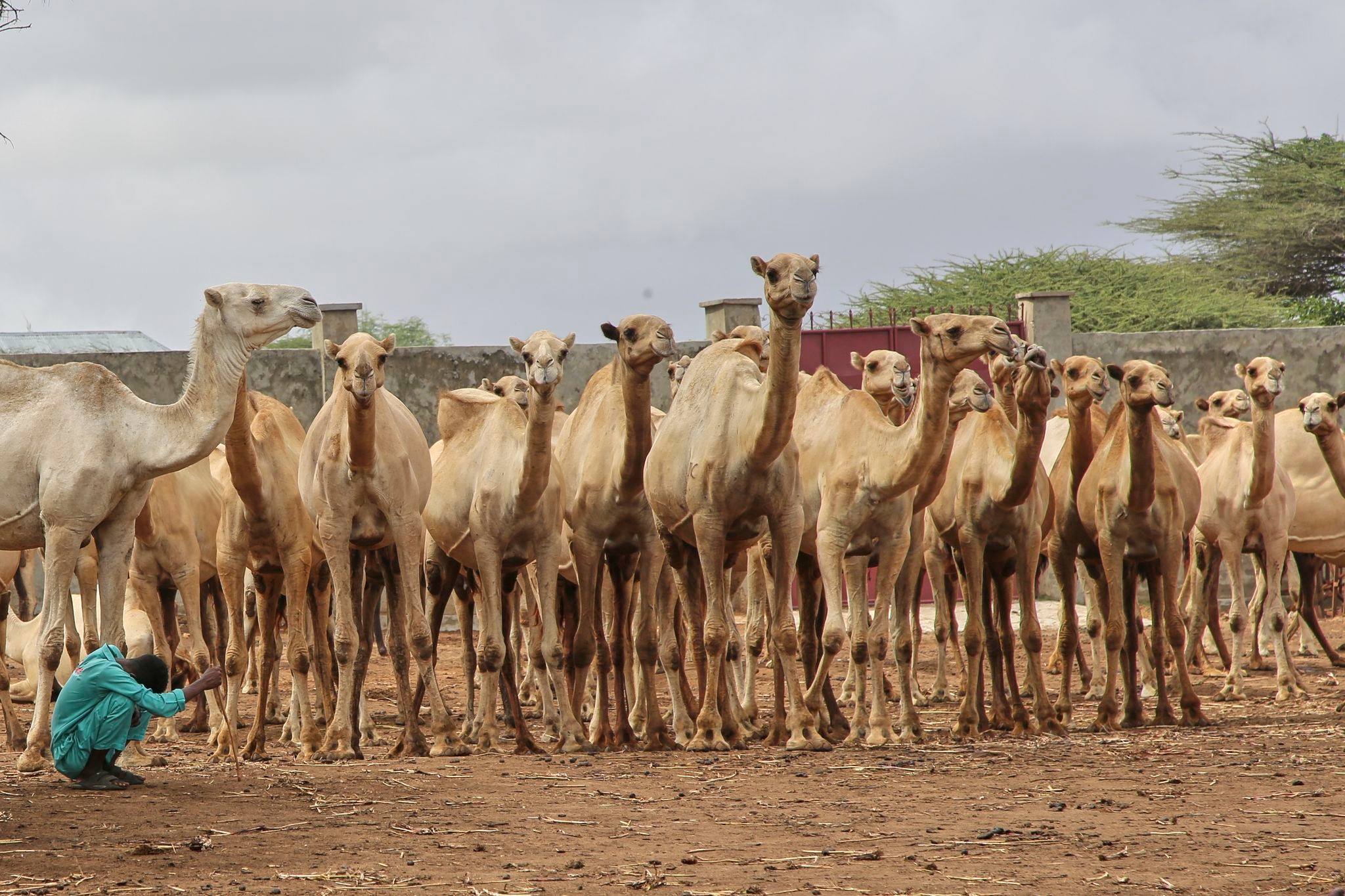 Somalia's camel milk revolution is improving nutrition and creating jobs