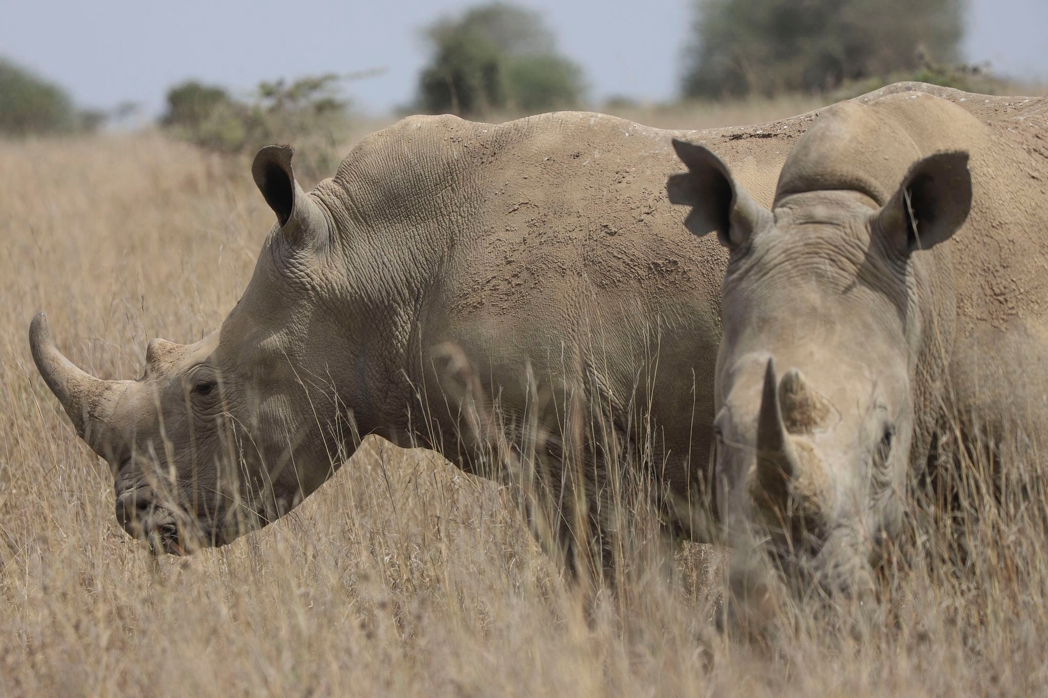 The world's black rhino numbers have increased but there's bad news for others