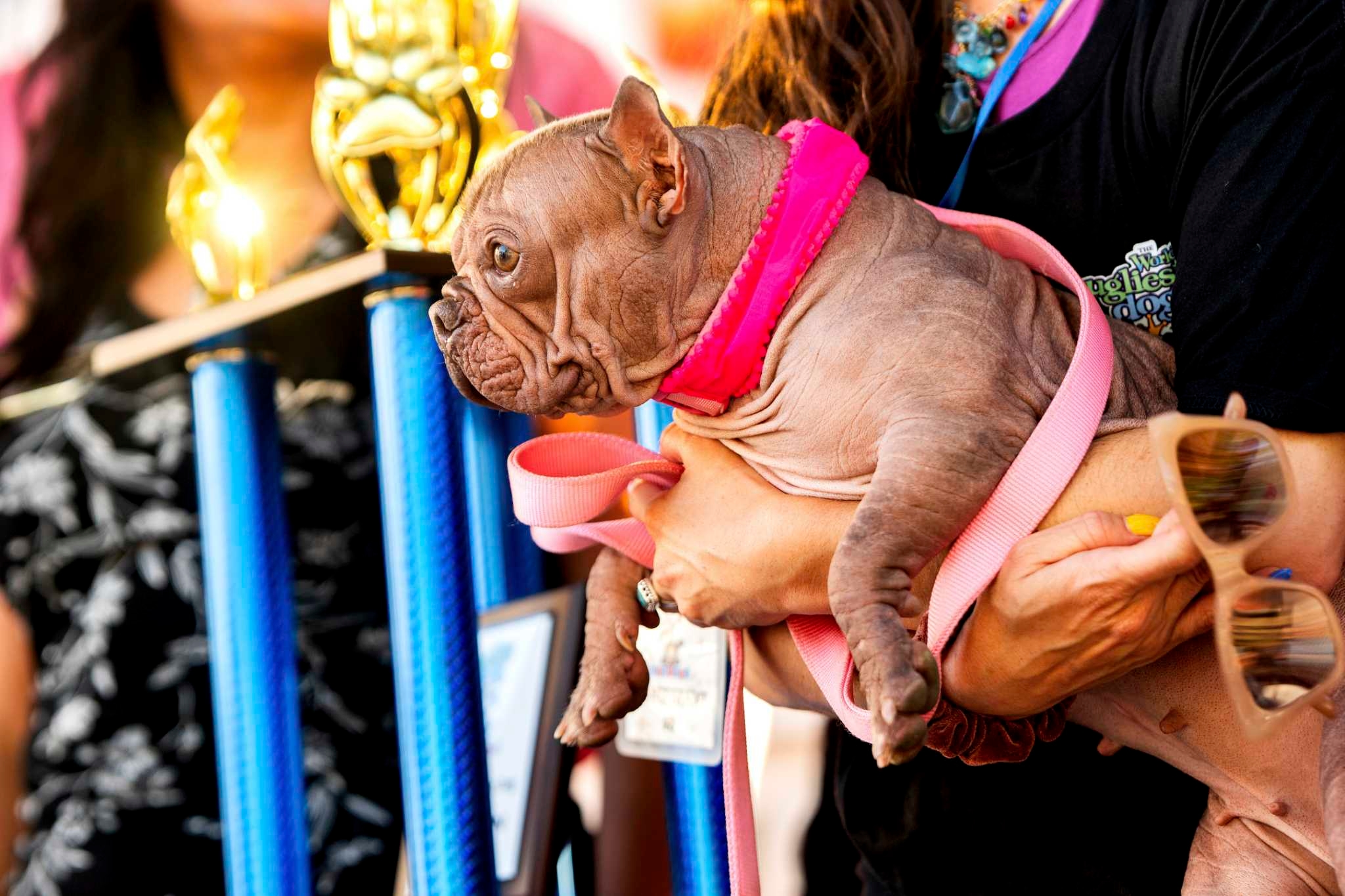 Photos: World's Ugliest Dog Contest winner a hairless pooch named Petunia
