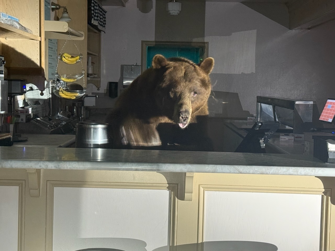 Bear caught behind counter at Tahoe ice cream shop