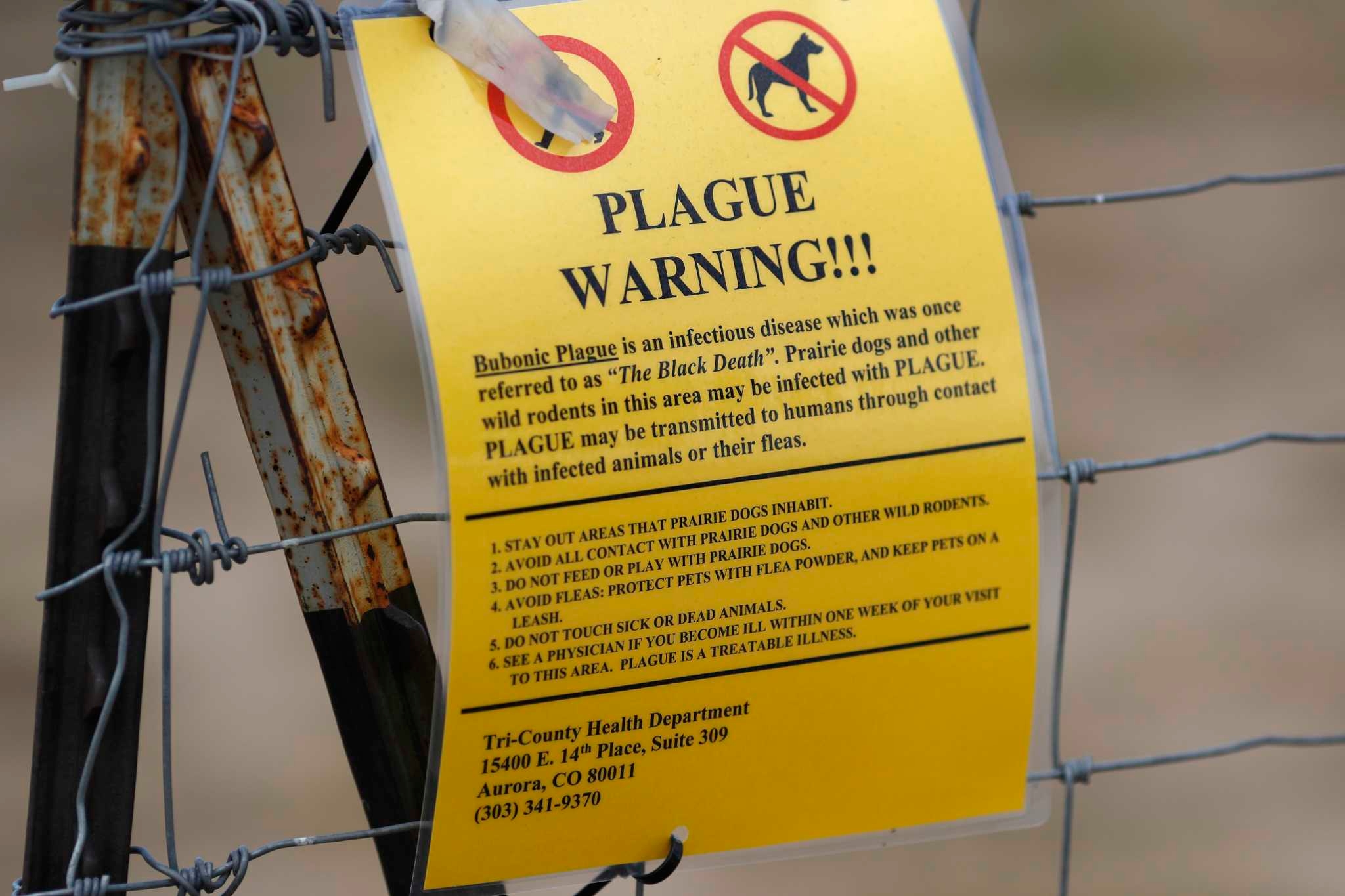 South Lake Tahoe resident tests positive for bubonic plague, first local case since 2020