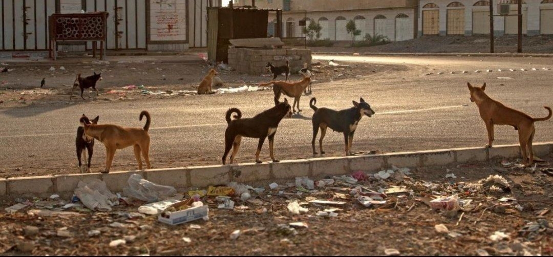 تفشي الكلاب الضالة يثير قلق سكان مودية وسط غياب اللقاحات وموقف رسمي غامض