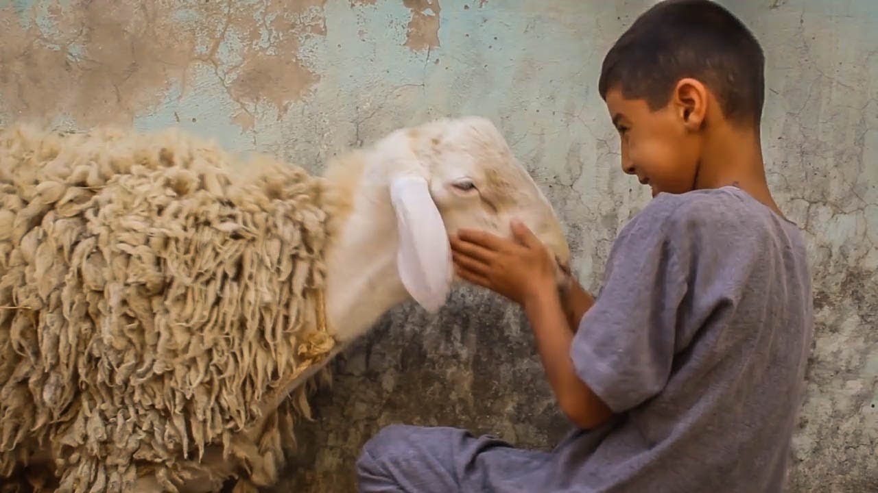 في عدن – الأضحية تغيب عن موائد الآلاف وسط الغلاء وتدهور المعيشة