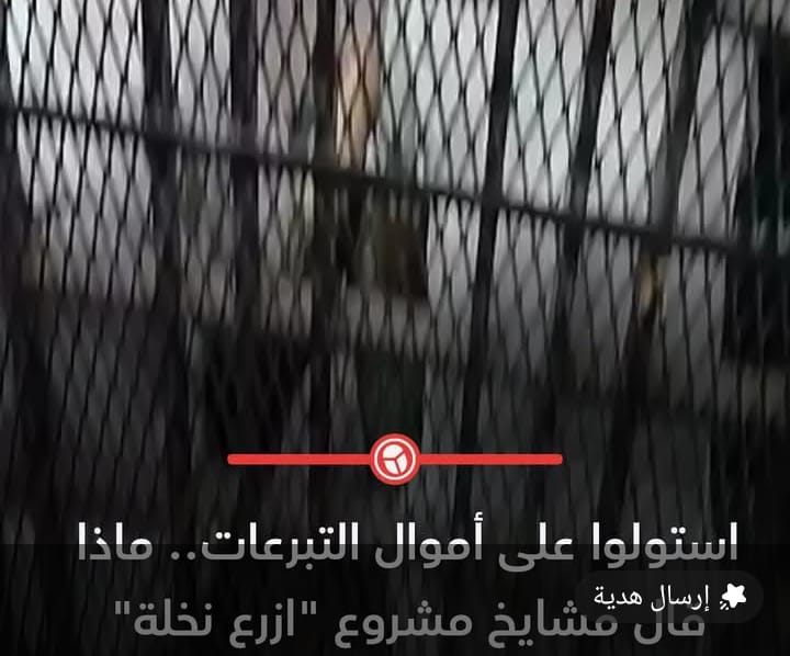 خيوط الخداع تحت ستار التبرع.. تحقيق في شبكة 'ازرع نخلة' الوهمية