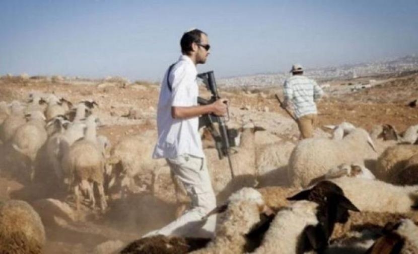 مستوطنون يهاجمون رعاة الأغنام بطائرات مسيّرة شرق بيت لحم