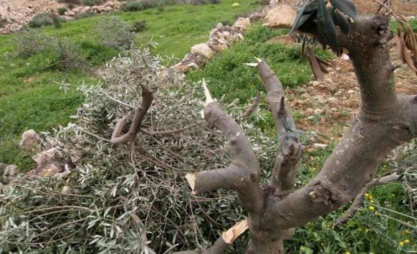 مستوطنون يقطعون أشجار العنب والزيتون في نحالين غرب بيت لحم