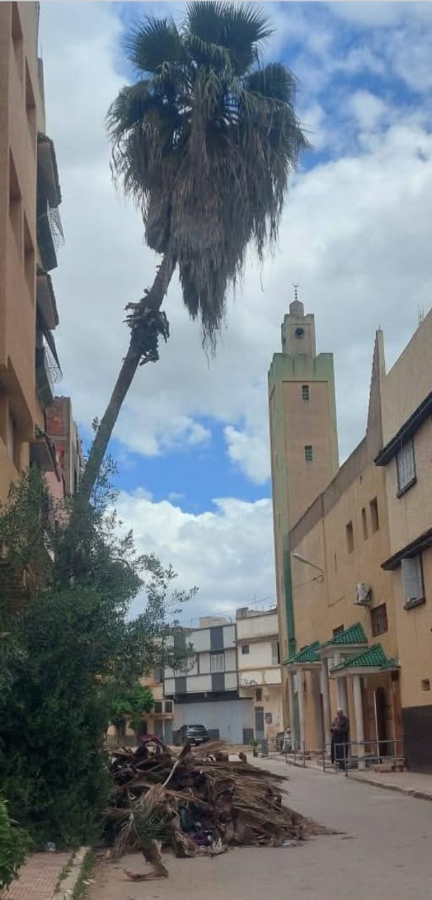 الخميسات: نخلة مائلة تُهدد أرواح المصلين بمسجد 'سي بوشت' بحي صانصو