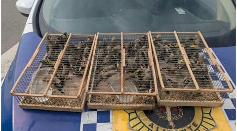 إسبانيا.. إعتقال جزائري حاول تهريب 83 طائر حسون إلى الجزائر