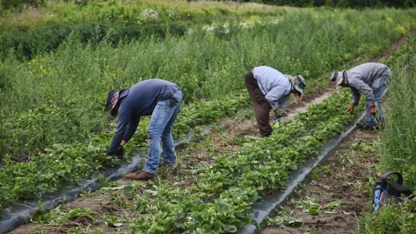Migrant workers in Canada exposed to ‘shocking abuse and discrimination,' Amnesty says