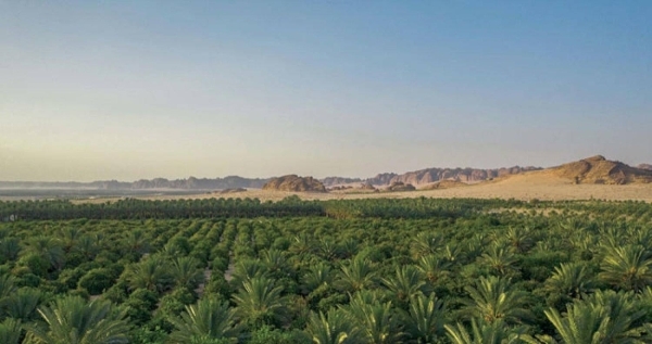 Rich agricultural produce enhances Ramadan meals in AlUla