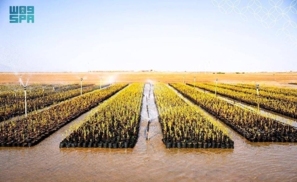 2.4 million mangroves planted along Saudi Arabia's coastlines