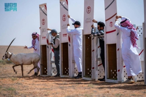 25 endangered species released into Imam Turki bin Abdullah Royal Reserve