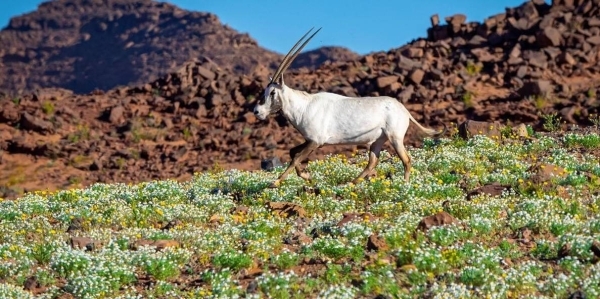 Saudi Arabia releases 153 Arabian Oryx in first major breeding success in 90 years