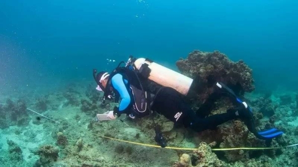 Wildlife Center completes biodiversity survey in the Red Sea
