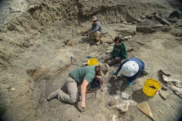 Scientists try to solve mystery of mass dinosaur grave beneath lush Canadian forest